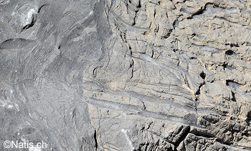 Adern aus Calcit mit bis zu 1cm Breite in einem verwitterten Kalkstein.