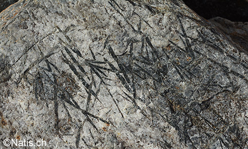 Schieferungsfläche eines Hornblende-Garben-Schiefer.