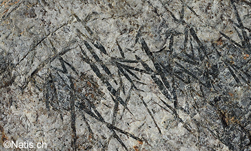 Schieferungsfläche eines Hornblende-Garben-Schiefer.