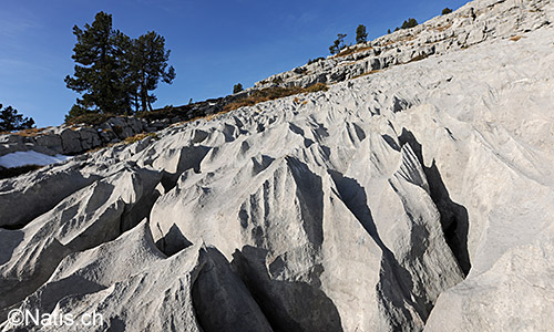 Karstlandschaft mit Föhren. Dieser Kalkstein heisst Schrattenkalk.